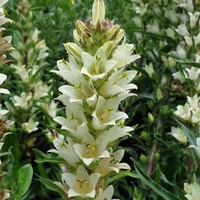 Campanula thyrsoides subsp. carniolica